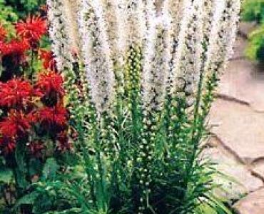 Лиатрис Spicata Alba